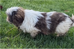 Grayson - Shih Tzu for sale