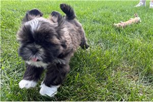Juniper - Shih Tzu for sale
