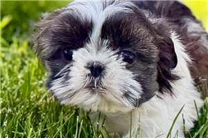 Kylie - Shih Tzu for sale
