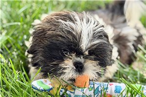 Kylie - Shih Tzu for sale