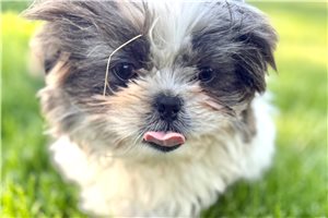 Grayson - Shih Tzu for sale
