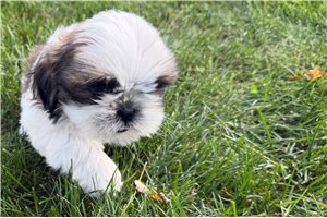 Jayden - Shih Tzu for sale