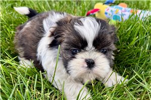Kylie - puppy for sale