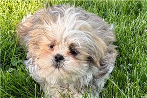 Graham - Shih Tzu for sale