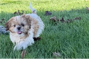 Rosie - Shih Tzu for sale