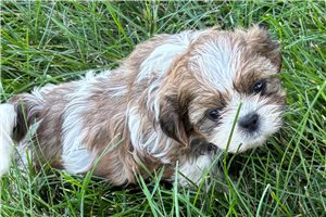 Rhett - Shih Tzu for sale
