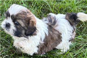 Reid - puppy for sale