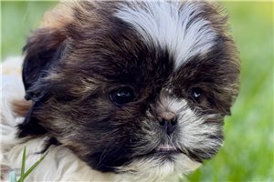 Kendall - Shih Tzu for sale