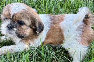 Rosie - puppy for sale