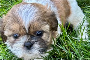 Rosie - Shih Tzu for sale