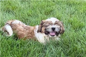 Reynolds - Shih Tzu for sale