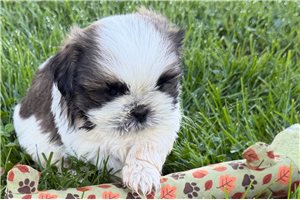 Jayden - puppy for sale