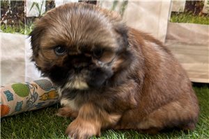 Felicia - puppy for sale