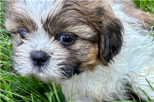 Reynolds - Shih Tzu for sale