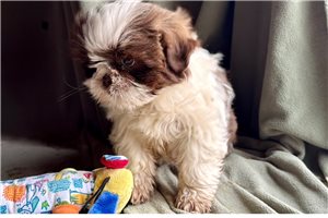Grace - Shih Tzu for sale