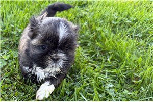 Juniper - puppy for sale