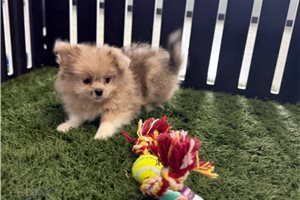 Opal - Shihpom for sale