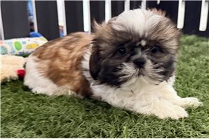 Othello - Shihpom for sale