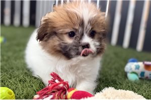 Orchid - Shihpom for sale