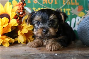 Jack - Yorkshire Terrier - Yorkie for sale