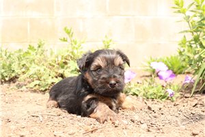 Vinny - Yorkshire Terrier - Yorkie for sale