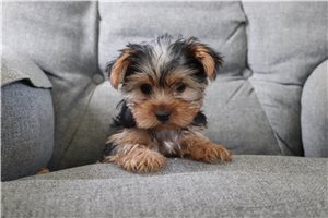 Billy - Yorkshire Terrier - Yorkie for sale