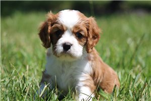 Meeko - Cavalier King Charles Spaniel for sale