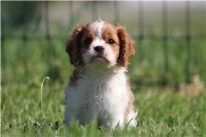 Kramer - Cavalier King Charles Spaniel for sale