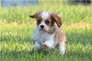 Kaleb - Cavalier King Charles Spaniel for sale