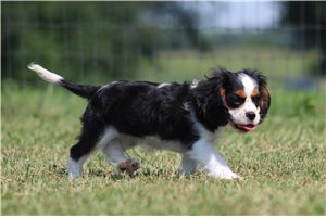 Monty - Cavalier King Charles Spaniel for sale