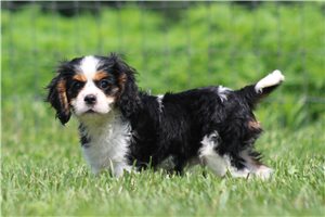 Monty - Cavalier King Charles Spaniel for sale
