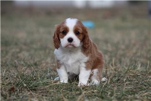 Fern - Cavalier King Charles Spaniel for sale