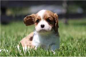 Kandi - Cavalier King Charles Spaniel for sale