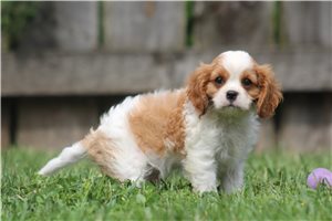 Kelvin - Cavalier King Charles Spaniel for sale