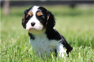 Mathias - puppy for sale