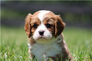 Murphy - Cavalier King Charles Spaniel for sale