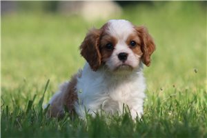 Kelvin - Cavalier King Charles Spaniel for sale