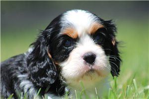Monty - Cavalier King Charles Spaniel for sale