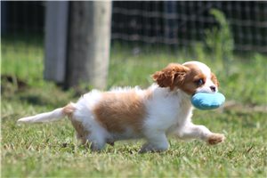Kelvin - Cavalier King Charles Spaniel for sale