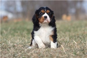 Flora - Cavalier King Charles Spaniel for sale