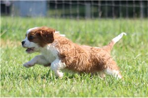 Meeko - Cavalier King Charles Spaniel for sale