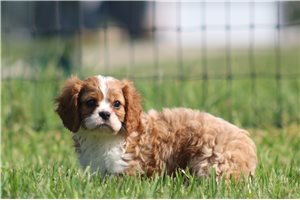 Murphy - Cavalier King Charles Spaniel for sale