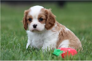 Ella - Cavalier King Charles Spaniel for sale