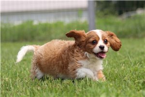 Murphy - Cavalier King Charles Spaniel for sale