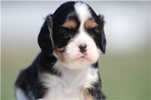 Bree - puppy for sale