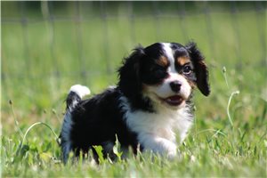 Mathias - Cavalier King Charles Spaniel for sale