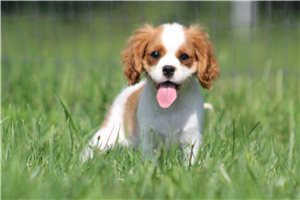 Kelvin - Cavalier King Charles Spaniel for sale