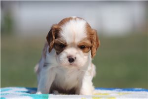 Connie - Cavalier King Charles Spaniel for sale
