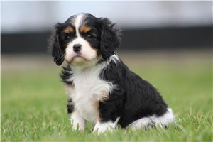 Bree - Cavalier King Charles Spaniel for sale
