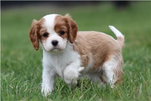 Frita - Cavalier King Charles Spaniel for sale
